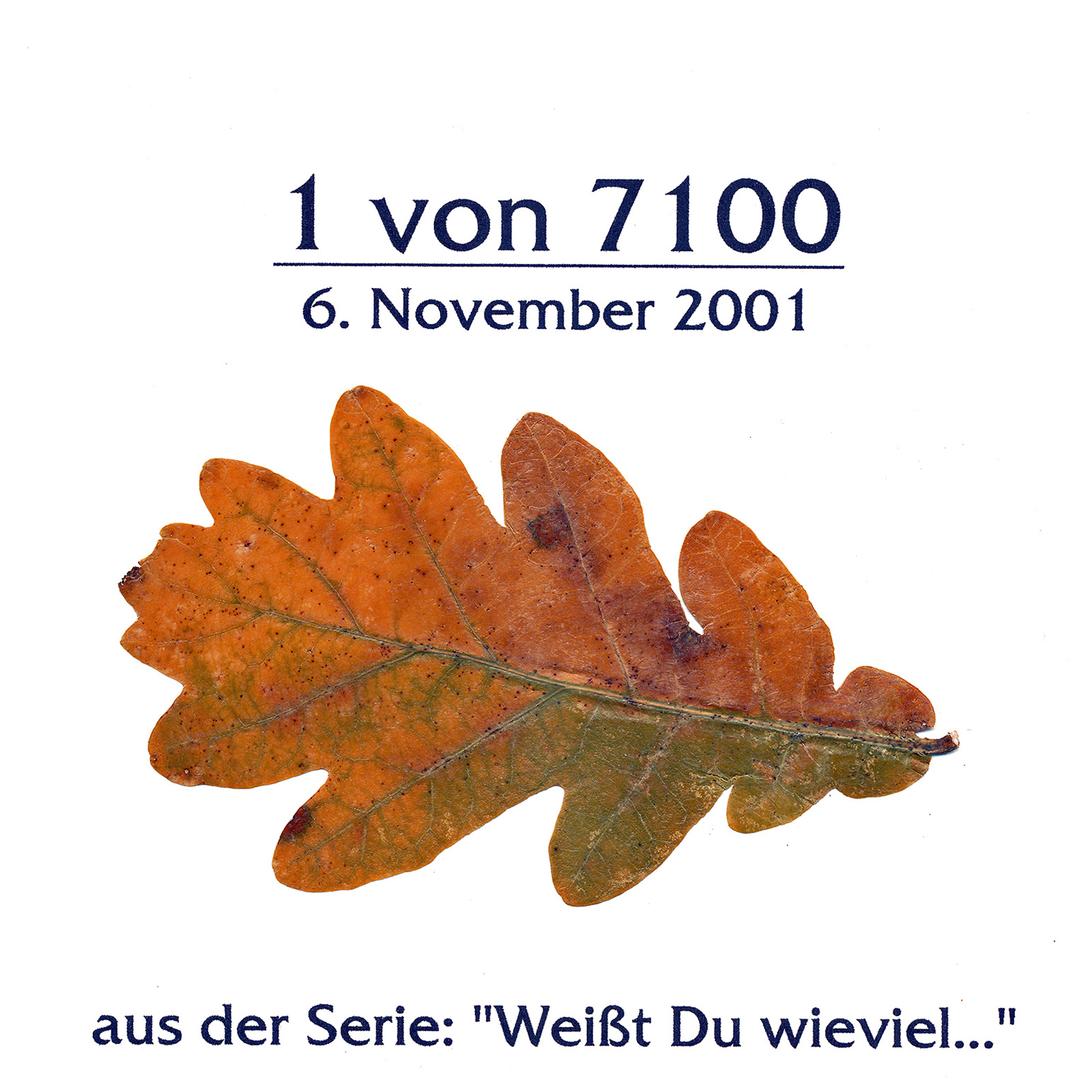 Projekt Eichenblätter - Weißt Du wie viel? Bild 1