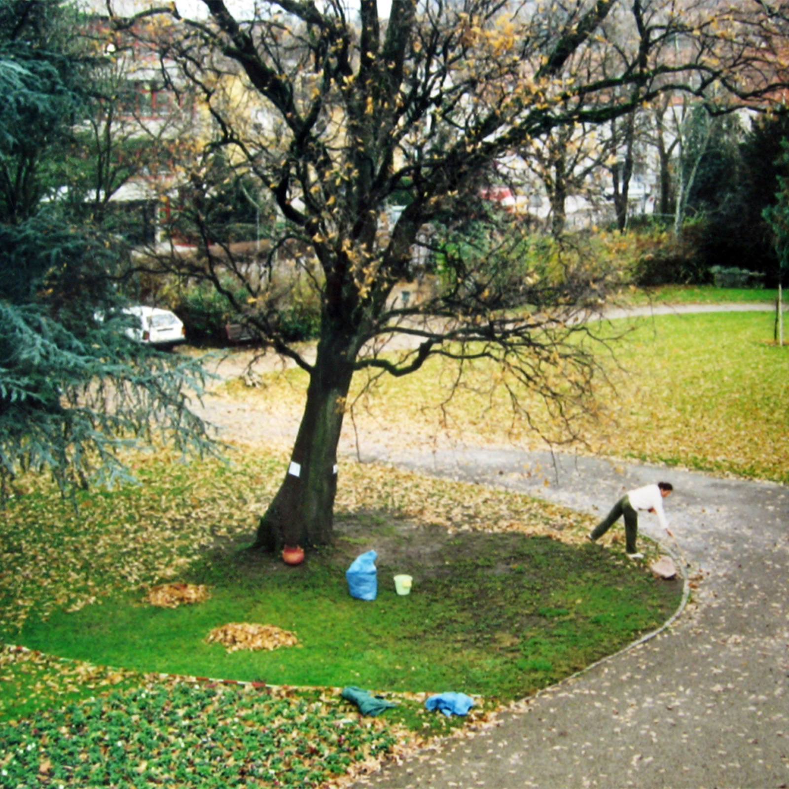 Projekt Eichenblätter - Weißt Du wie viel? Bild 2
