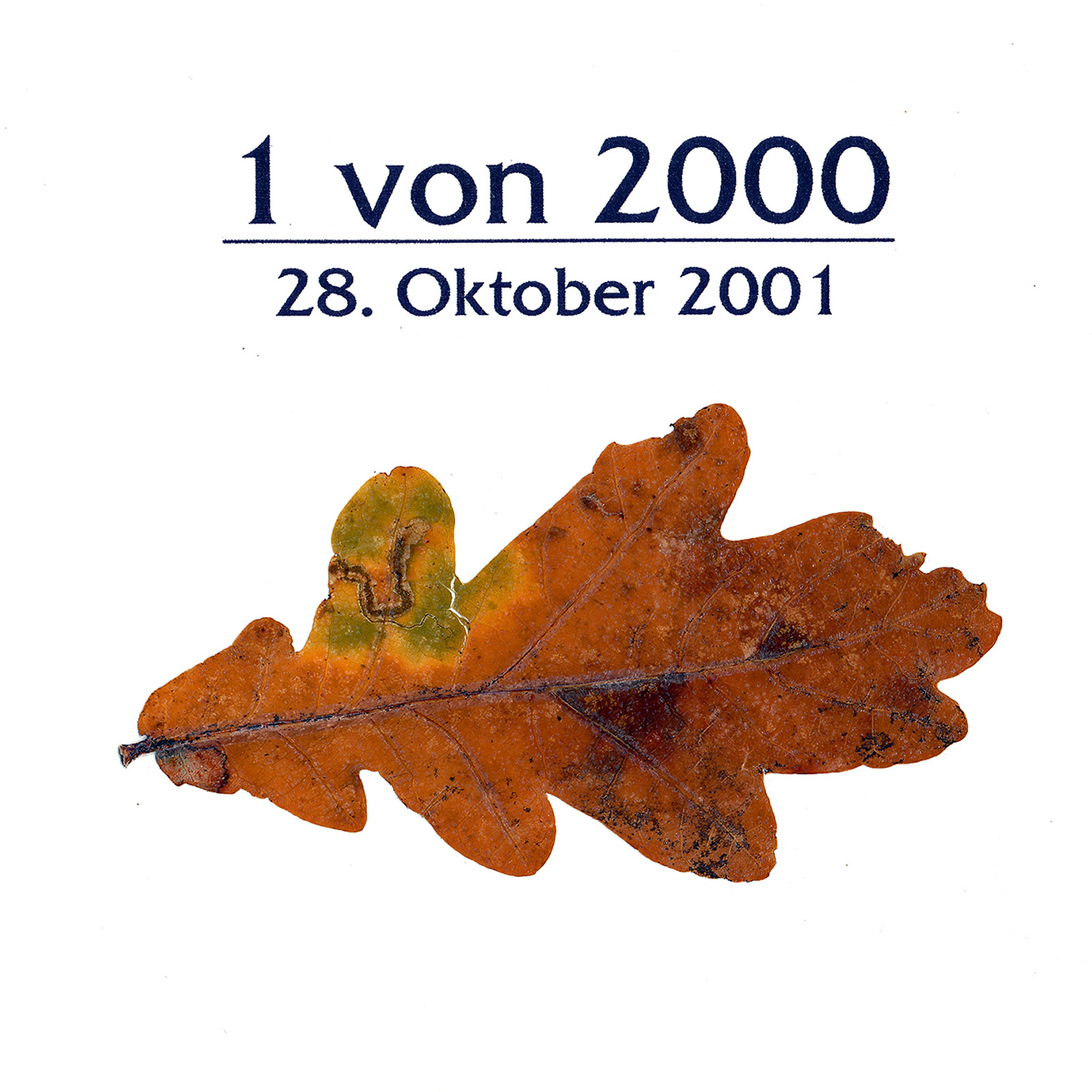 Projekt Eichenblätter - Weißt Du wie viel? Bild 3