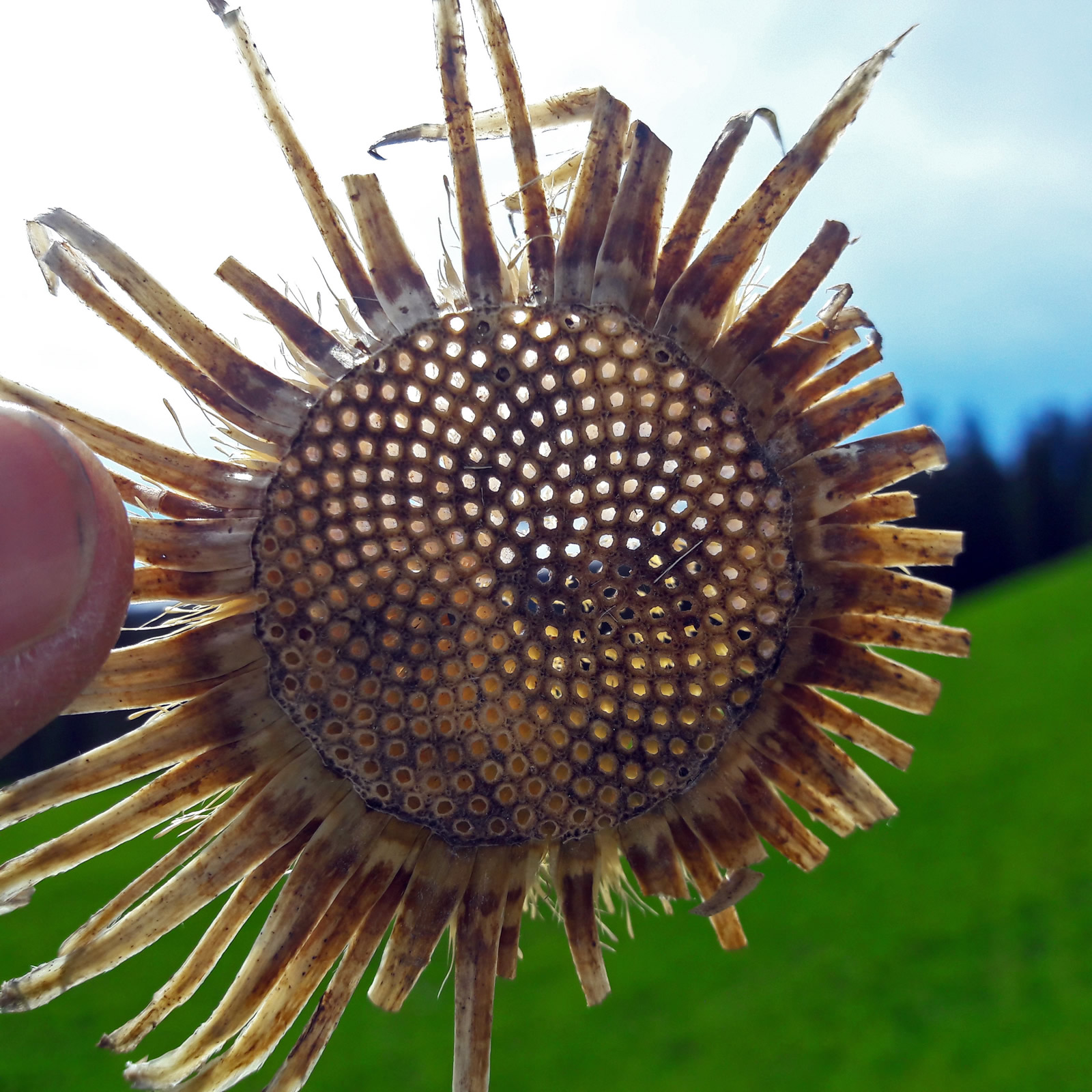 Fibonacci Zahlen im Zusammenhang mit der Anordnung der Sonnenblumenkerne