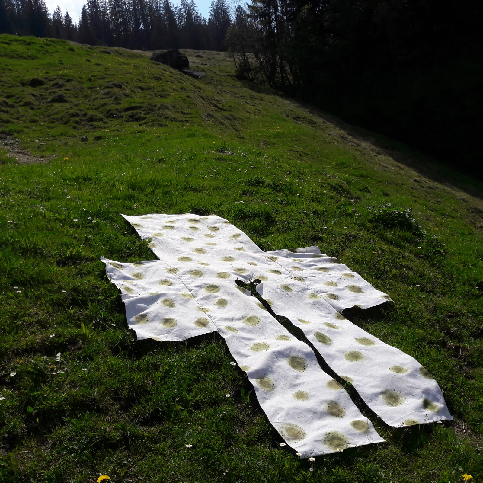 Abriebe von Wiesenpflanzen der Umgebung