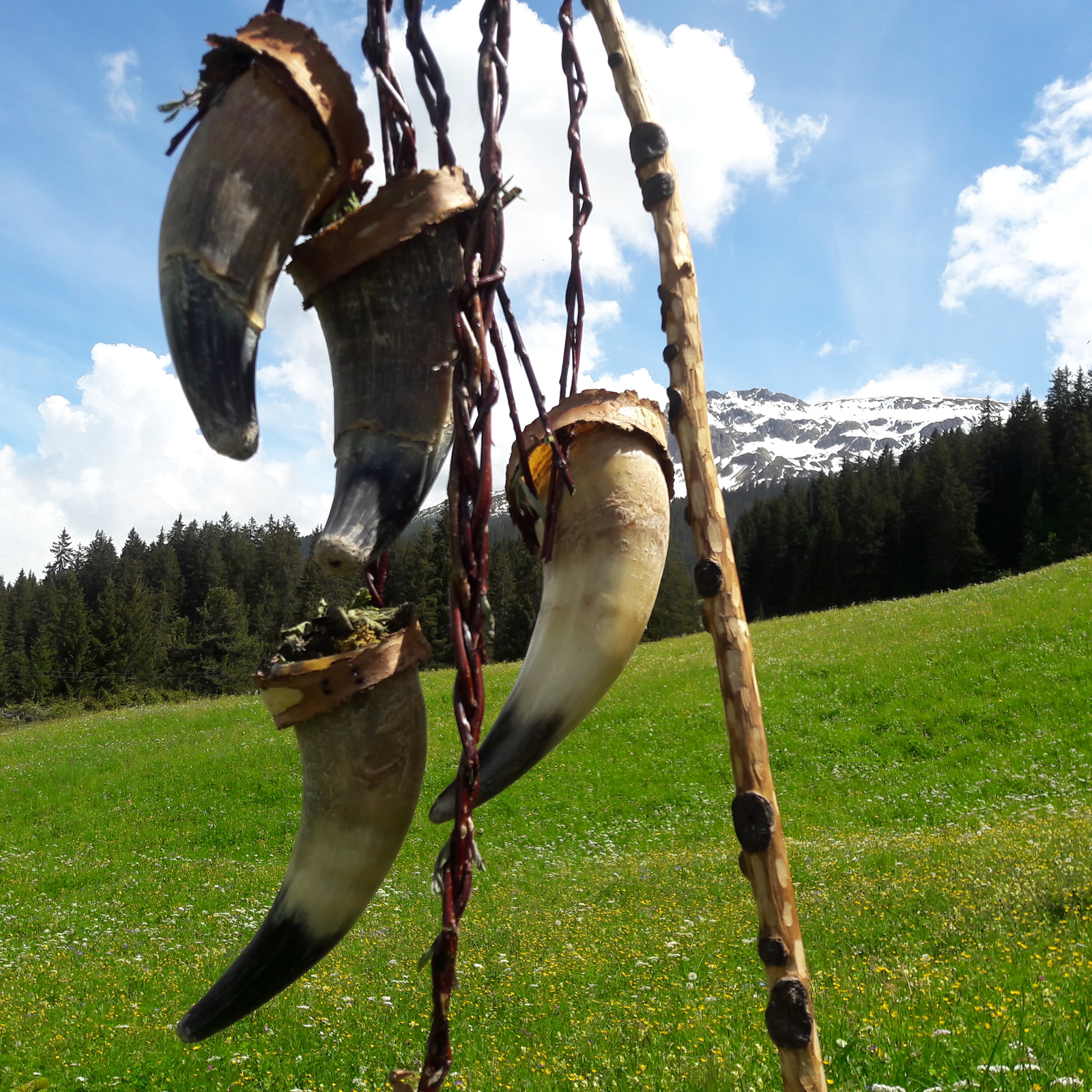 Kuhhörner aus dem Schlachthof für ein Kunstprojekt
